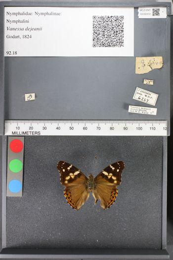 Media type: image;   Entomology 92872